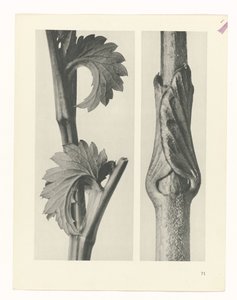 suunnittele tutkimusta Taiteen arkkityypit (sarjan nimi) tekijältä Karl Blossfeldt