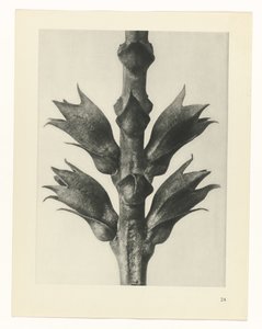 suunnittele tutkimusta Taiteen arkkityypit (sarjan nimi) tekijältä Karl Blossfeldt