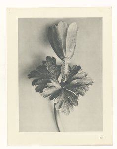 suunnittele tutkimusta Taiteen arkkityypit (sarjan nimi) tekijältä Karl Blossfeldt