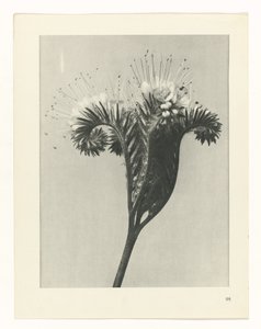 suunnittele tutkimusta Taiteen arkkityypit (sarjan nimi) tekijältä Karl Blossfeldt