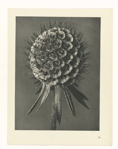 suunnittele tutkimusta Taiteen arkkityypit (sarjan nimi) tekijältä Karl Blossfeldt