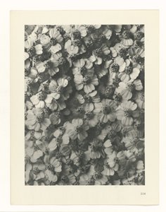 suunnittele tutkimusta Taiteen arkkityypit (sarjan nimi) tekijältä Karl Blossfeldt