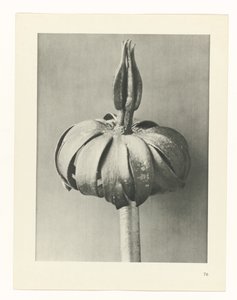 suunnittele tutkimusta Taiteen arkkityypit (sarjan nimi) tekijältä Karl Blossfeldt