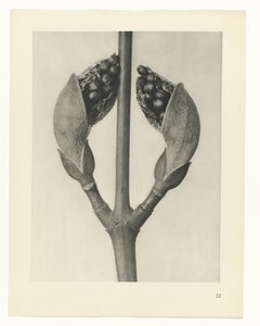 suunnittele tutkimusta Taiteen arkkityypit (sarjan nimi) tekijältä Karl Blossfeldt