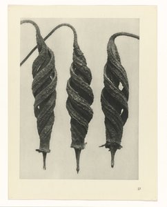 suunnittele tutkimusta Taiteen arkkityypit (sarjan nimi) tekijältä Karl Blossfeldt