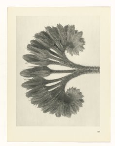 suunnittele tutkimusta Taiteen arkkityypit (sarjan nimi) tekijältä Karl Blossfeldt