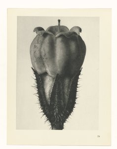 suunnittele tutkimusta Taiteen arkkityypit (sarjan nimi) tekijältä Karl Blossfeldt