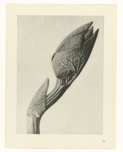 suunnittele tutkimusta Taiteen arkkityypit (sarjan nimi) tekijältä Karl Blossfeldt