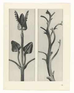 suunnittele tutkimusta Taiteen arkkityypit (sarjan nimi) tekijältä Karl Blossfeldt