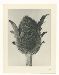 suunnittele tutkimusta Taiteen arkkityypit (sarjan nimi) tekijältä Karl Blossfeldt