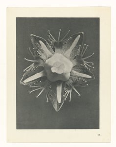 finnish tekijältä Karl Blossfeldt
