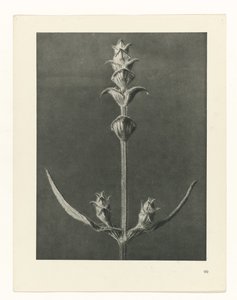 suunnittele tutkimusta Taiteen arkkityypit (sarjan nimi) tekijältä Karl Blossfeldt