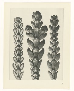 suunnittele tutkimusta Taiteen arkkityypit (sarjan nimi) tekijältä Karl Blossfeldt
