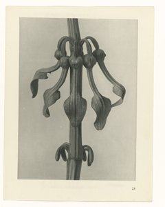 suunnittele tutkimusta Taiteen arkkityypit (sarjan nimi) tekijältä Karl Blossfeldt