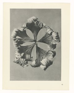 suunnittele tutkimusta Taiteen arkkityypit (sarjan nimi) tekijältä Karl Blossfeldt