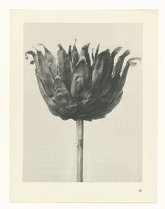 suunnittele tutkimusta Taiteen arkkityypit (sarjan nimi) tekijältä Karl Blossfeldt