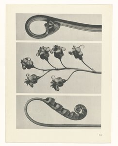 suunnittele tutkimusta Taiteen arkkityypit (sarjan nimi) tekijältä Karl Blossfeldt