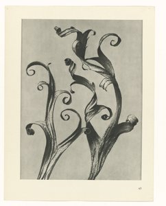 suunnittele tutkimusta Taiteen arkkityypit (sarjan nimi) tekijältä Karl Blossfeldt