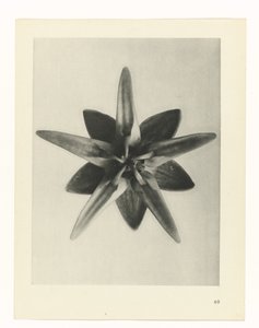 suunnittele tutkimusta Taiteen arkkityypit (sarjan nimi) tekijältä Karl Blossfeldt