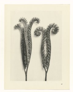 suunnittele tutkimusta Taiteen arkkityypit (sarjan nimi) tekijältä Karl Blossfeldt