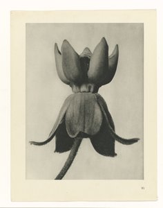 suunnittele tutkimusta Taiteen arkkityypit (sarjan nimi) tekijältä Karl Blossfeldt