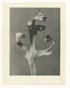 suunnittele tutkimusta Taiteen arkkityypit (sarjan nimi) tekijältä Karl Blossfeldt