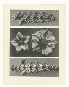 suunnittele tutkimusta Taiteen arkkityypit (sarjan nimi) tekijältä Karl Blossfeldt
