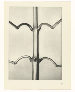 suunnittele tutkimusta Taiteen arkkityypit (sarjan nimi) tekijältä Karl Blossfeldt