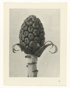 suunnittele tutkimusta Taiteen arkkityypit (sarjan nimi) tekijältä Karl Blossfeldt