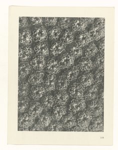 suunnittele tutkimusta Taiteen arkkityypit (sarjan nimi) tekijältä Karl Blossfeldt