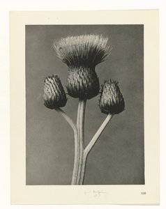 suunnittele tutkimusta Taiteen arkkityypit (sarjan nimi) tekijältä Karl Blossfeldt