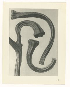 suunnittele tutkimusta Taiteen arkkityypit (sarjan nimi) tekijältä Karl Blossfeldt