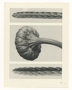 suunnittele tutkimusta Taiteen arkkityypit (sarjan nimi) tekijältä Karl Blossfeldt