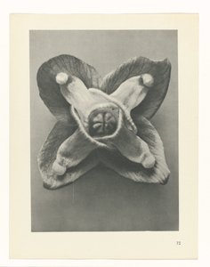 suunnittele tutkimusta Taiteen arkkityypit (sarjan nimi) tekijältä Karl Blossfeldt