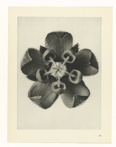 suunnittele tutkimusta Taiteen arkkityypit (sarjan nimi) tekijältä Karl Blossfeldt