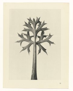 suunnittele tutkimusta Taiteen arkkityypit (sarjan nimi) tekijältä Karl Blossfeldt