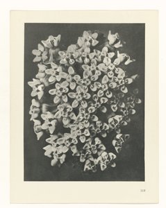 estudi del pla Archetypes of Art (títol de la sèrie) finlandès tekijältä Karl Blossfeldt
