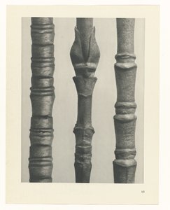 suunnittele tutkimusta Taiteen arkkityypit (sarjan nimi) tekijältä Karl Blossfeldt
