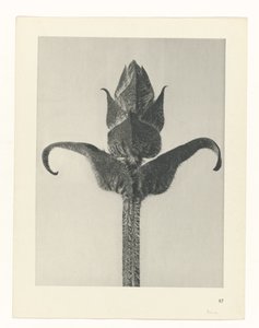 suunnittele tutkimusta Taiteen arkkityypit (sarjan nimi) tekijältä Karl Blossfeldt