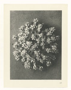 suunnittele tutkimusta Taiteen arkkityypit (sarjan nimi) tekijältä Karl Blossfeldt