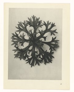 suunnittele tutkimusta Taiteen arkkityypit (sarjan nimi) tekijältä Karl Blossfeldt