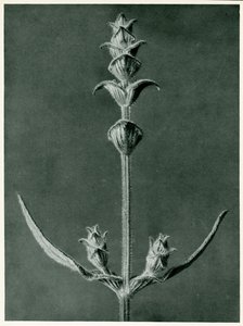 Salvia, 1929 (syväpaino) tekijältä Karl Blossfeldt