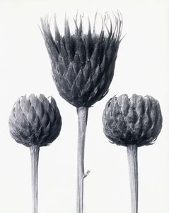 Serratula Nudicaulis (paljasvartinen tavallinen sahahaukka), n. 1928 (gelatiinihopeaprintti) tekijältä Karl Blossfeldt