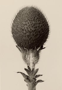 [Piikkisipulikasvi] tekijältä Karl Blossfeldt