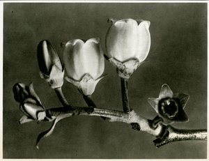Vaccinium Corymbosum. 1929 (syväpaino)