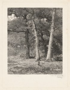 Metsäaukio tekijältä Karl Bodmer