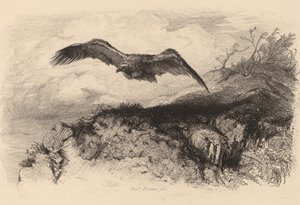 Kotka lennossa. tekijältä Karl Bodmer