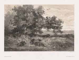 Eläimet ja maisema luonnon jäljiltä: Villisika lammessa, n. 1850. tekijältä Karl Bodmer