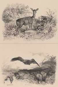 Doe, Eagle. tekijältä Karl Bodmer