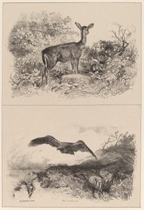 Doe, Eagle tekijältä Karl Bodmer